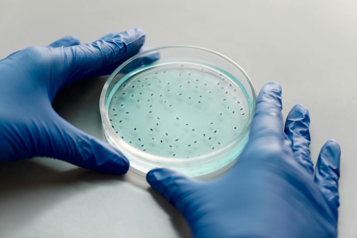 photo of a person with blue gloves holding a petri dish