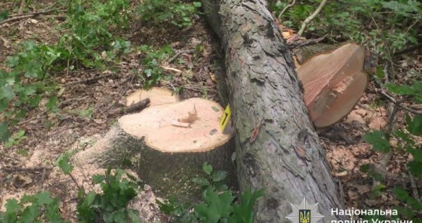 Наслідки незаконної вирубки дерев на Тернопільщині