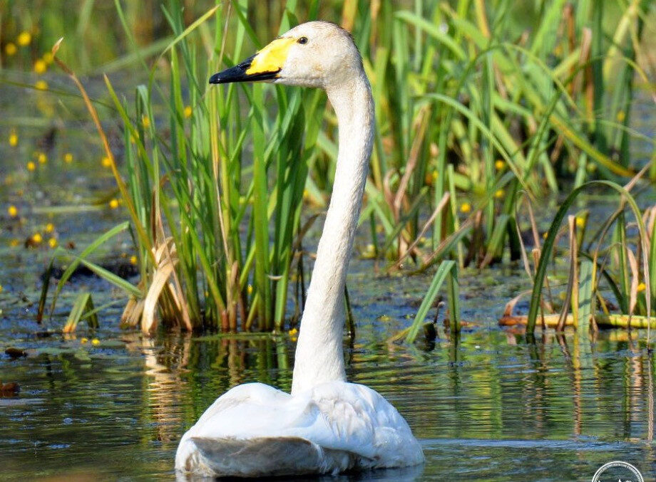 Лебідь у Чорнобильському заповіднику: символ відновлення природи
